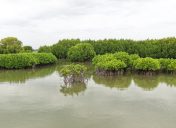Mangroves, Sand Dunes and the Coastal Lifeline of Cuddalore: Why Protecting the Uppanar Ecosystem Matters