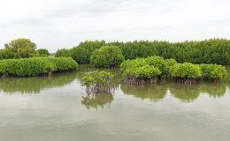 Mangroves, Sand Dunes and the Coastal Lifeline of Cuddalore: Why Protecting the Uppanar Ecosystem Matters
