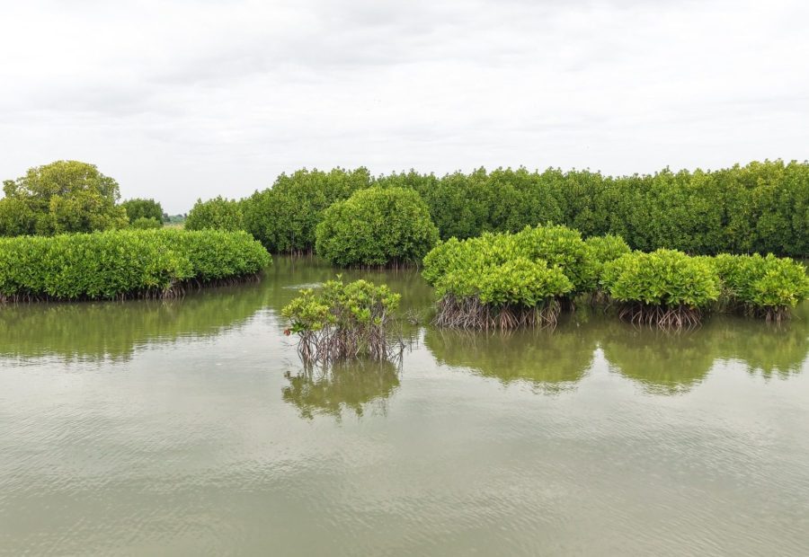 Mangroves, Sand Dunes and the Coastal Lifeline of Cuddalore: Why Protecting the Uppanar Ecosystem Matters