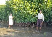 Mangrove Ecosystems: Nature’s Living Shield Against Climate Change and Coastal Disasters