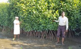 Mangrove Ecosystems: Nature’s Living Shield Against Climate Change and Coastal Disasters