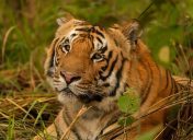 Buxa tiger reintroduction: What officials have said