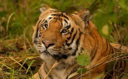 Buxa tiger reintroduction: What officials have said